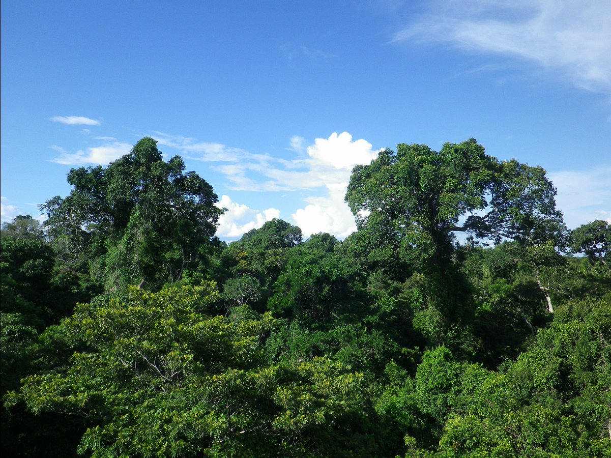Canopy Tower04